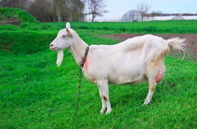 Weiße Ziege auf grünem Gras im Dorf im Frühling