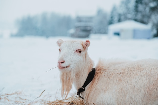 Weiße Ziege auf Schnee im Dorf