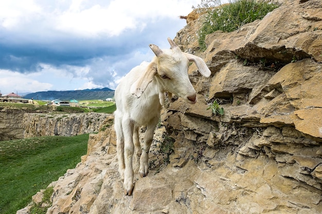 Weiße Ziege im Khunzakh-Tal auf den Felsen Khunzakh-Wasserfällen Dagestan 2021