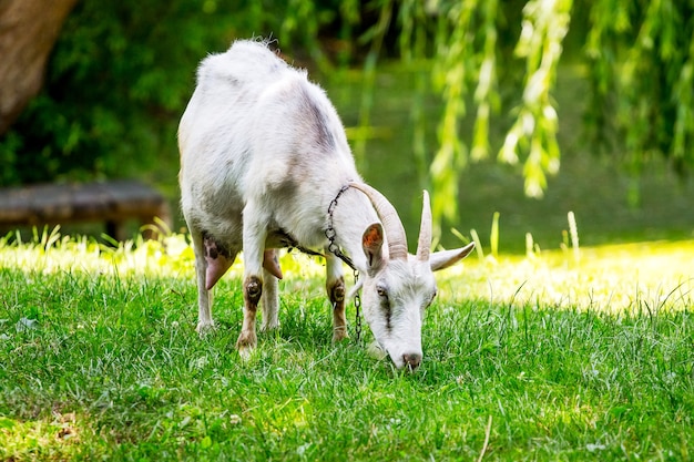 Weiße Ziege mit Hörnern grasen bei sonnigem Wetter auf einer Wiese