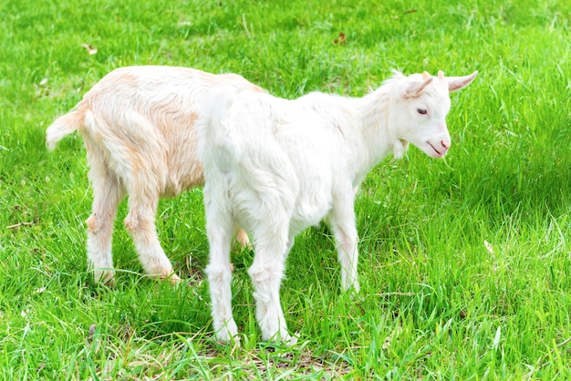 Weiße Ziege mit Kind auf grünem Gras