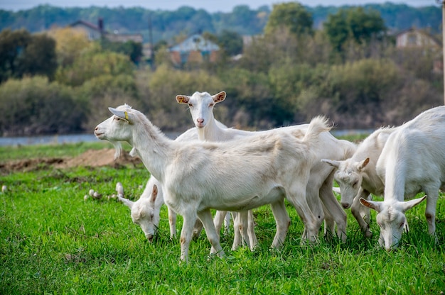 Weiße Ziegen auf einer Wiese einer Ziegenfarm. Weiße Ziegen