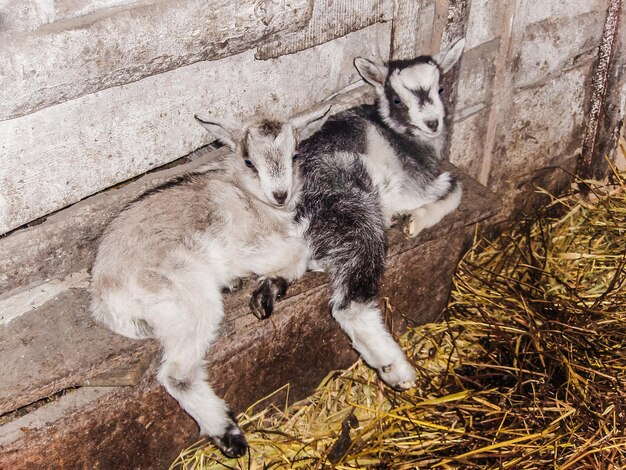 Weiße Ziegen in der Scheune Hausziegen auf dem Bauernhof Schöne weiße Zickleinziegen Kleine Ziegen im Holzunterstand