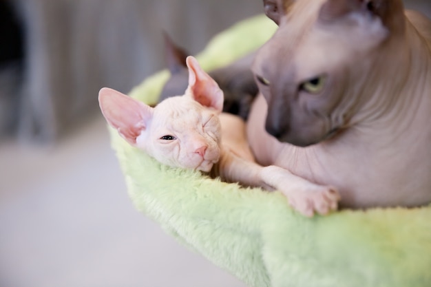 weiße zwei Monate alte Don Sphinx Katze auf hellgrünem Pelzhintergrund, der mit seiner Mutter ruht und schläft