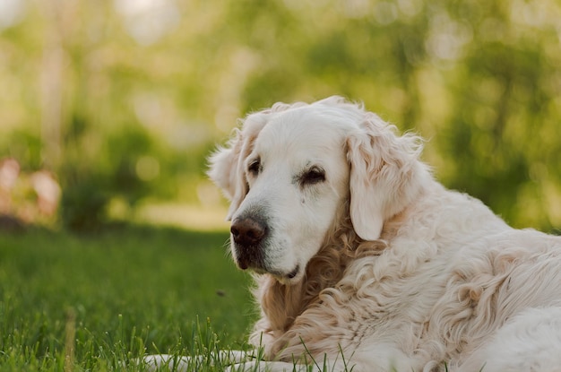 weißen Hund