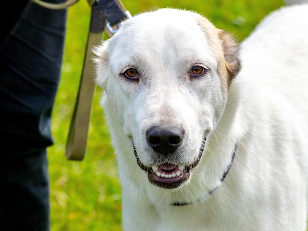 Weißer Alabai-Hund in der Nähe seines Besitzers bei einem Spaziergang im Park