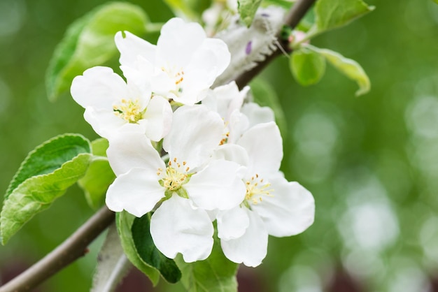 Weißer Apfelbaum blüht auf einem Ast vor dem Hintergrund grüner Blätter