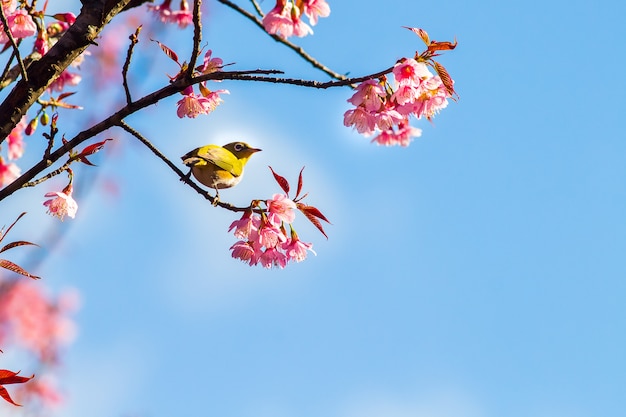 Weißer Augenvogel auf Kirschblütenzweig