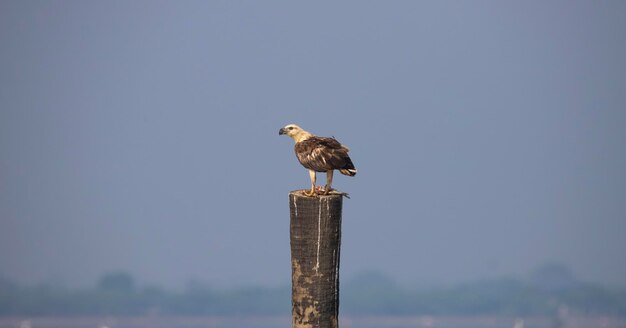 Foto weißer bauchseeadler sitzt auf einem holzstamm