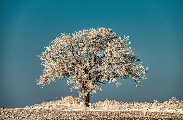 Foto weißer baum auf braunem sand unter blauem himmel foto