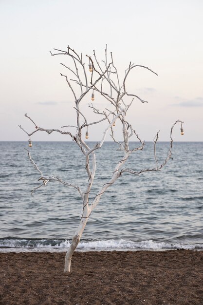 Weißer Baum und Meereshintergrund