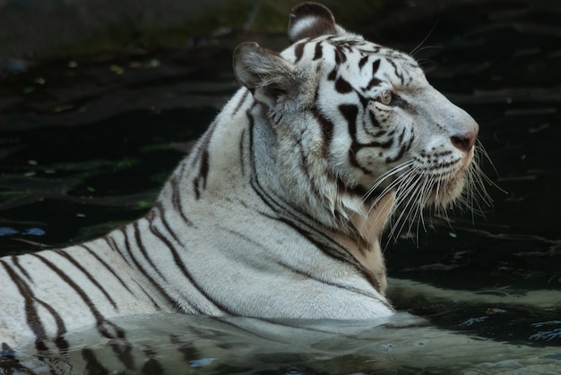 Weißer Bengal Tiger, der langsam im seichten Wasser wattiert