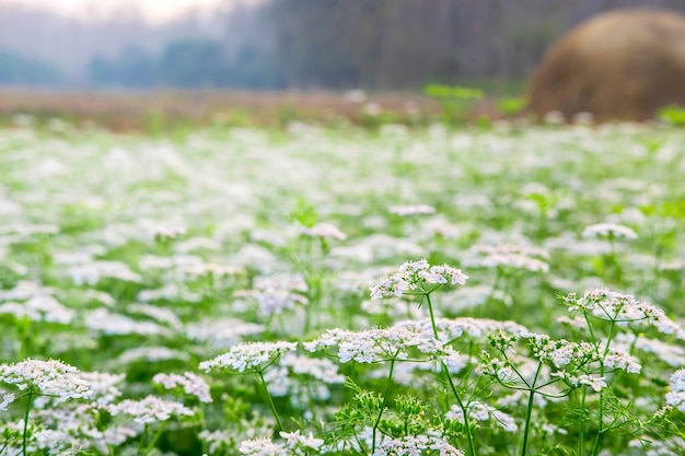 Weißer Blumengarten mit weißem Blumenhintergrund