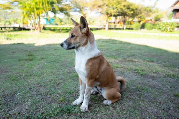 Weißer brauner Hund, der auf Haustierhintergrund steht