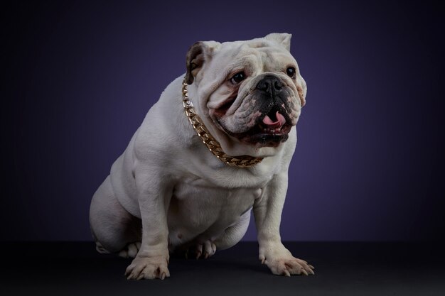 Weißer Bulldoggenhund in Studiosession mit goldenem Halsband und verschiedenen Posen, auf grauer Oberfläche und violettem Hintergrund