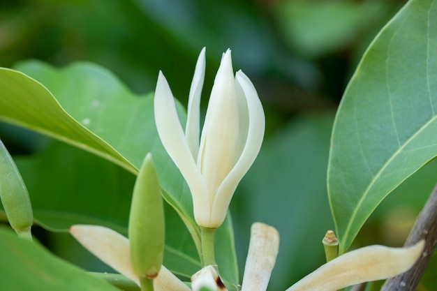 Weißer Champaka-Blumenbaum und grünes Blatt