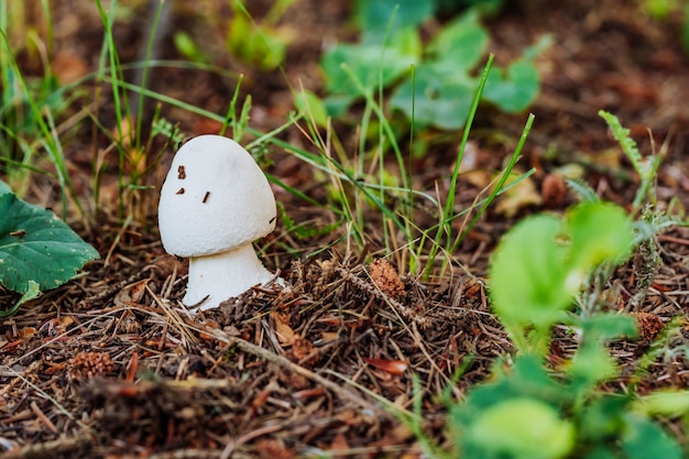 Weißer Champignonpilz im Wald