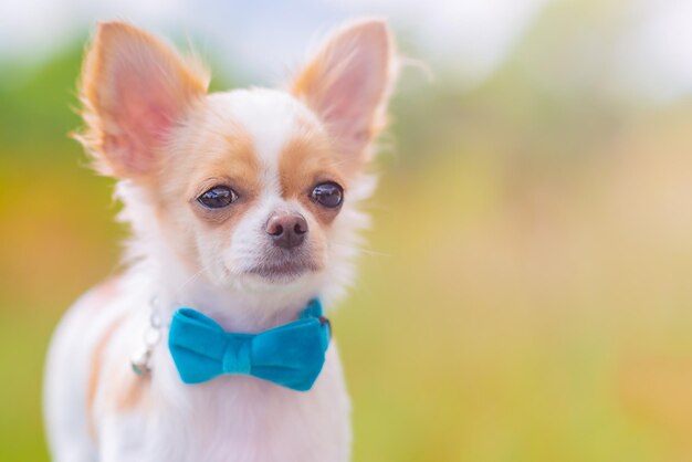 Weißer Chihuahua-Hund auf einer Bank in der Natur Hundewelpe