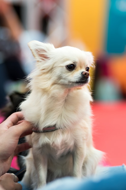 Weißer Chihuahuahund in der Nahaufnahme