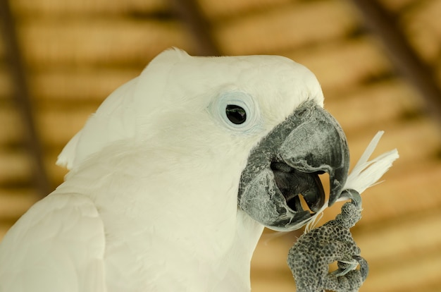 Weißer Cockatoo kopierte Hintergrundunschärfe