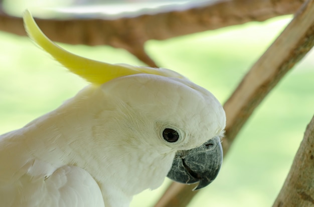 Weißer Cockatoo kopierte Hintergrundunschärfe