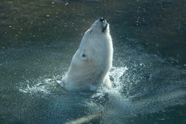 Weißer Eisbär badet im Zoo