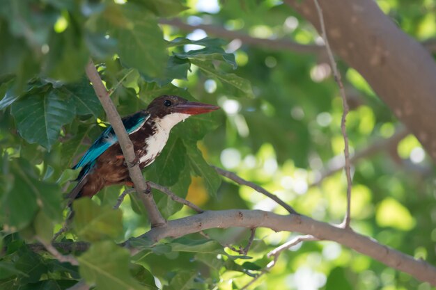 Weißer Eisvogel