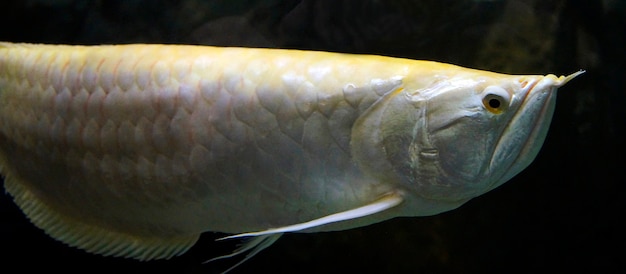 weißer Fisch in einem dunklen Aquarium