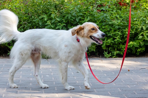 Foto weißer, flauschiger hund, der im park spaziert