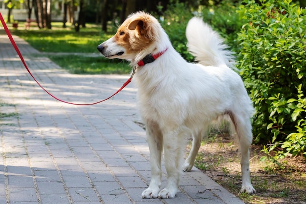 Weißer, flauschiger Hund, der im Park spaziert