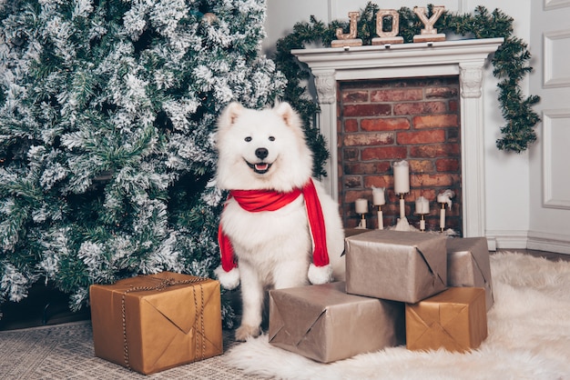 Weißer flauschiger Hund Samojede nahe Weihnachtsbaum