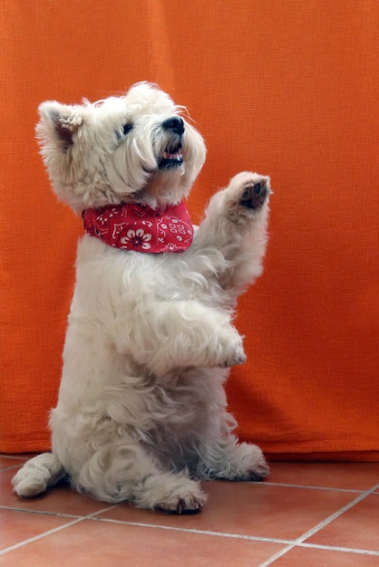 Weißer, flauschiger Hund Westterrier, der auf den Hinterbeinen sitzt. Westie bittet um ein Leckerli. Gehorsamstraining für Hunde