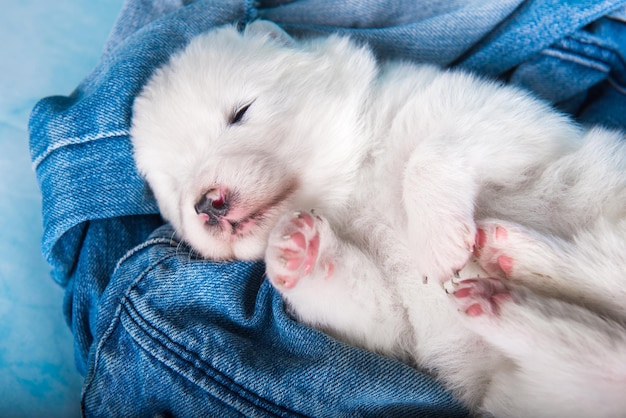 Weißer flauschiger kleiner Samojeden-Hündchen auf Blue Jeans-Hintergrund