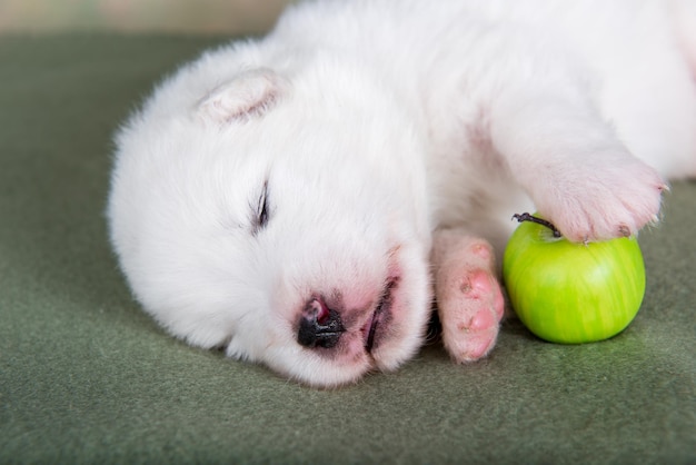 Weißer, flauschiger, kleiner Samoyed-Hündchen mit Apfel