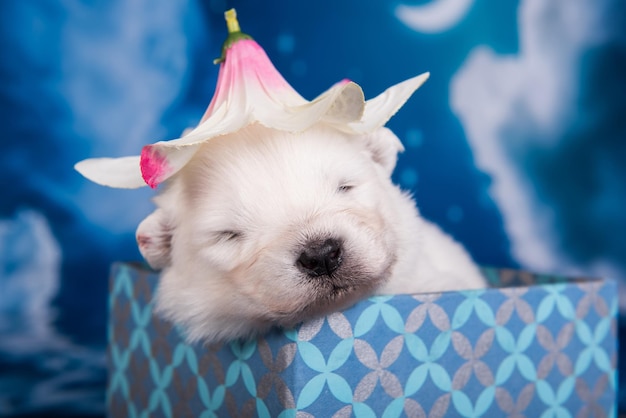 Weißer, flauschiger kleiner Samoyed-Hündchen mit Blume in einer Geschenkbox