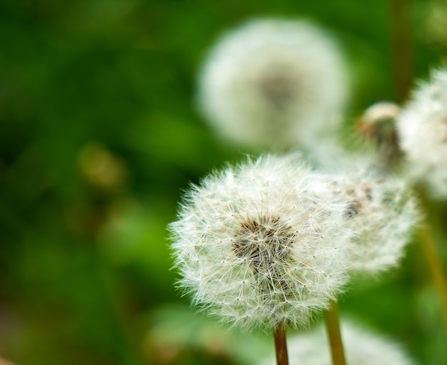 Weißer flauschiger Löwenzahn im Feld