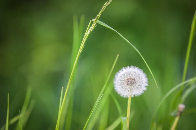 Weißer, flauschiger Löwenzahn, natürliches Grün, unscharfer Sommerhintergrund, selektiver Fokus