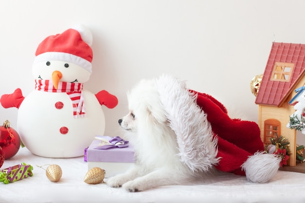 Weißer, flauschiger pommerscher, kleiner Hund, der seitlich zur Kamera auf dem Kopf Santa Hut, Neujahr und Weihnachtskonzept, Weihnachtsmannelfe liegt