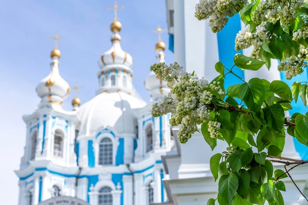 Weißer Flieder vor dem Hintergrund der Kuppeln der Smolny-Kathedrale der Auferstehung Christi in St. Petersburg Russland