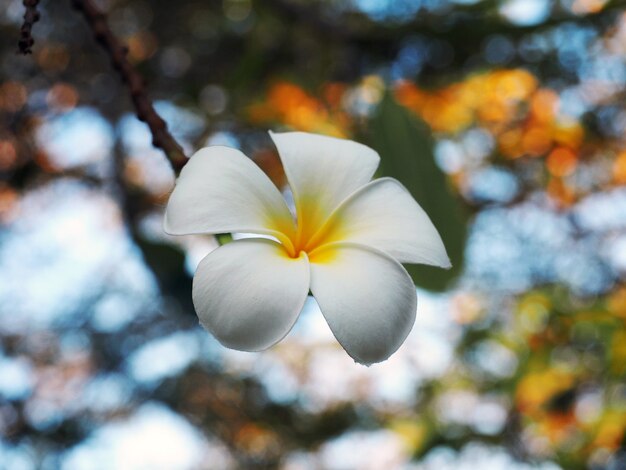 Weißer Frangipani mit Baum-Bokeh-Hintergrund