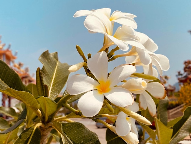 Weißer Frangipani weißer Plumeria Tempelbaum Friedhofsbaum Die Blumen blühen im Garten l