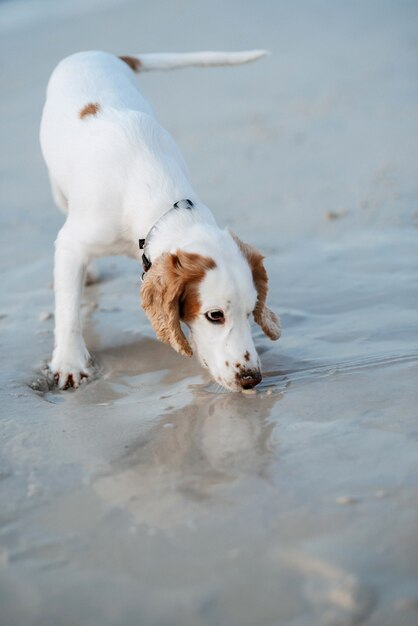 Weißer fröhlicher junger Hundespaniel, der auf dem Sand läuft