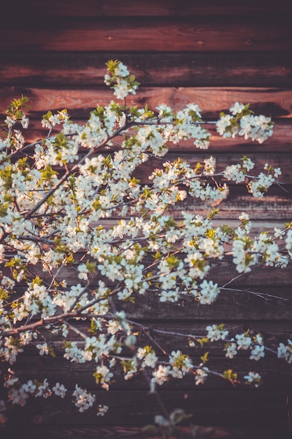 Weißer Frühling blühende Bäume Retro