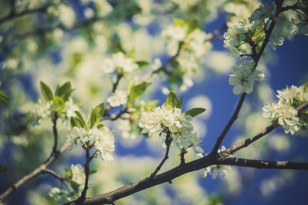 Weißer Frühling blühende Bäume Retro