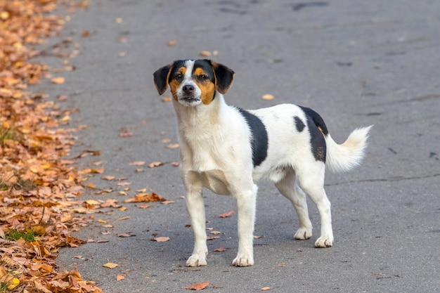 Weißer gefleckter Hund auf Parkgasse beim Gehen im Herbst