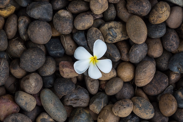 Weißer gelber Blume Plumeria oder Frangipani auf dunklem Kieselfelsen für Badekurorthintergrund