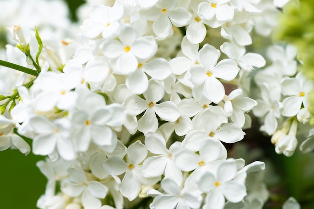 Weißer gelber lila Blumenmakrohintergrund