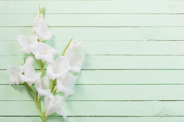 Weißer Gladiolus auf grüner Holzoberfläche