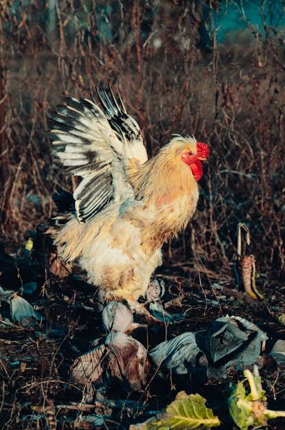 Weißer Hahn, der in Feldfarm geht