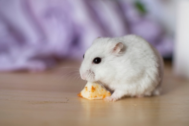 Weißer Hamster mit schwarzen Augen, die ein Stück Käse essen.